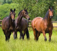 themenwelten pferde anweiden quadratisch